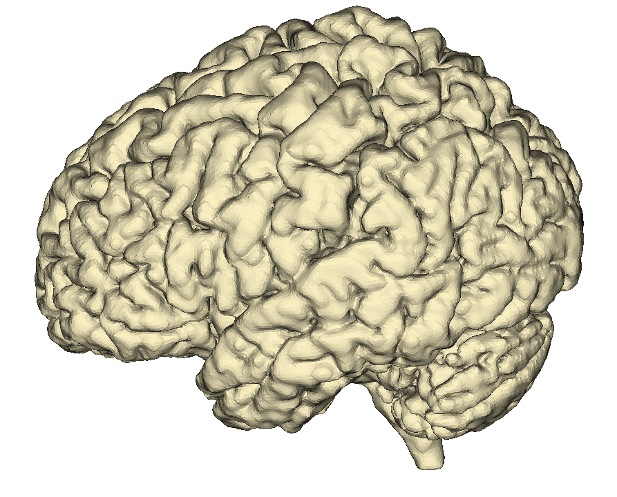 Brain CT scan preview