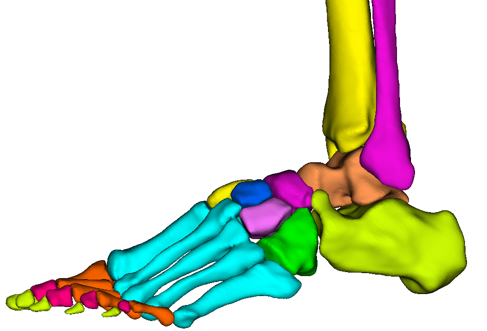 Ankle CT scan preview