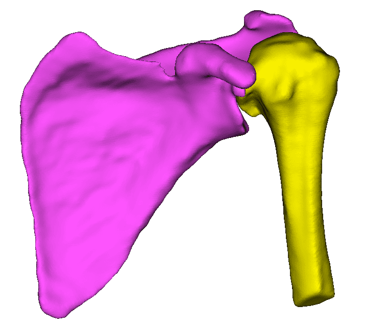 Shoulder CT scan preview